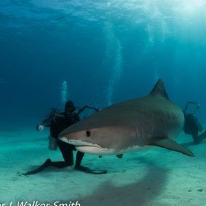 Meet your Posher, Peter